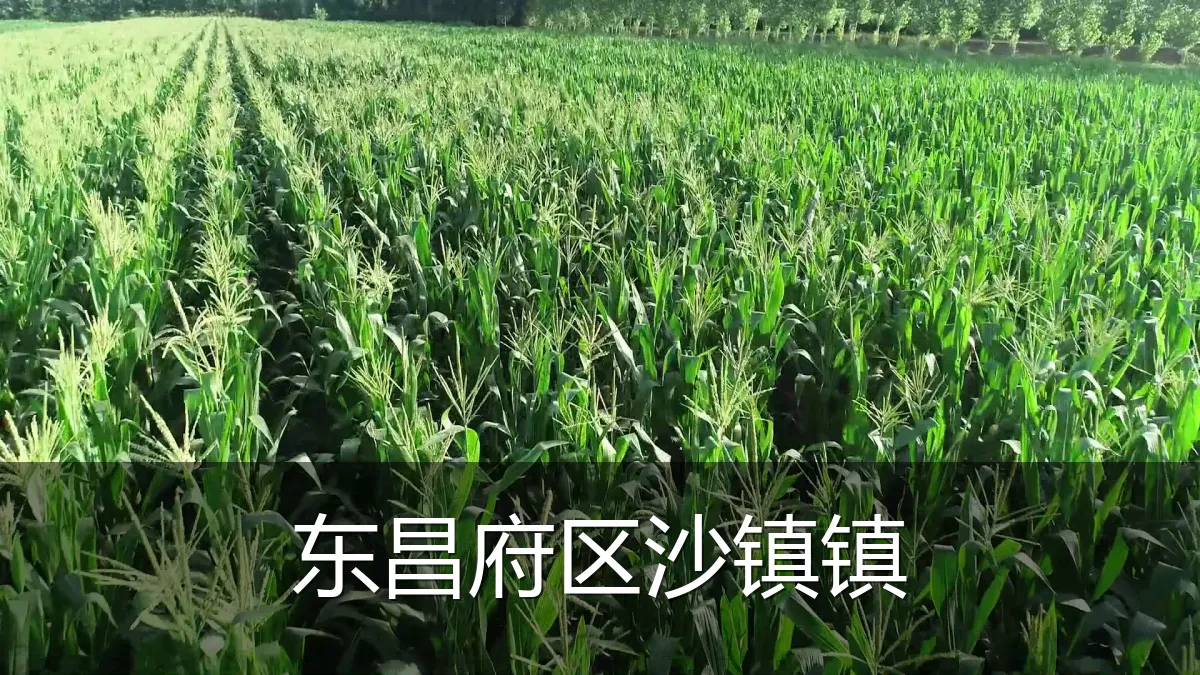 东昌府区沙镇镇